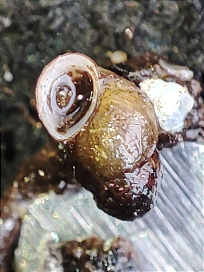 Bythinella ligurica