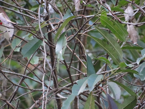 Image of Photinia niitakayamensis by (c) 呂一起(Lu i-chi), some rights reserved (CC BY)