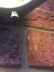 Choristoneura conflictana