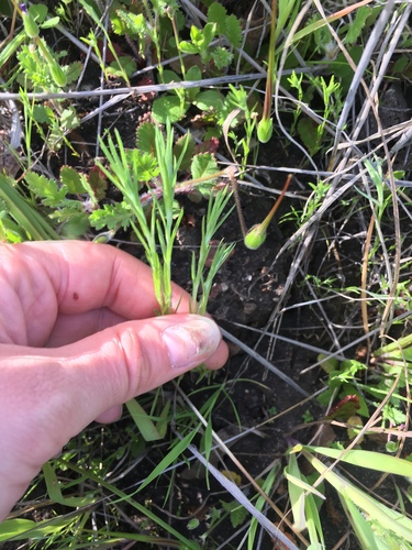 iNaturalist observation photo of flowering plants
