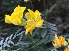 Hippocrepis balearica