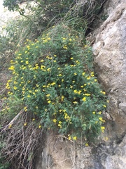 Hippocrepis balearica