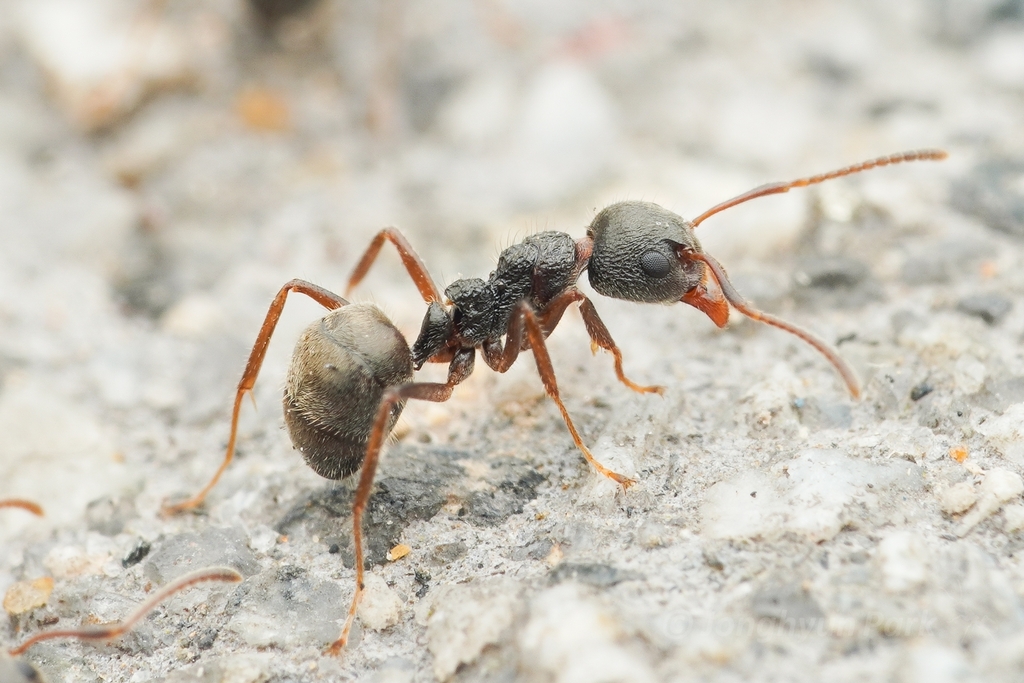 Cocoa Black Ant