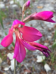 Gladiolus illyricus