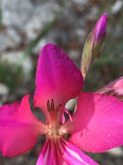 Gladiolus illyricus