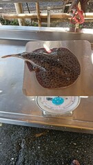 Darkfinned Numbfish photo 2
