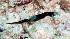 Roboastra gracilis