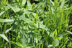 Hypericum ascyron pyramidatum