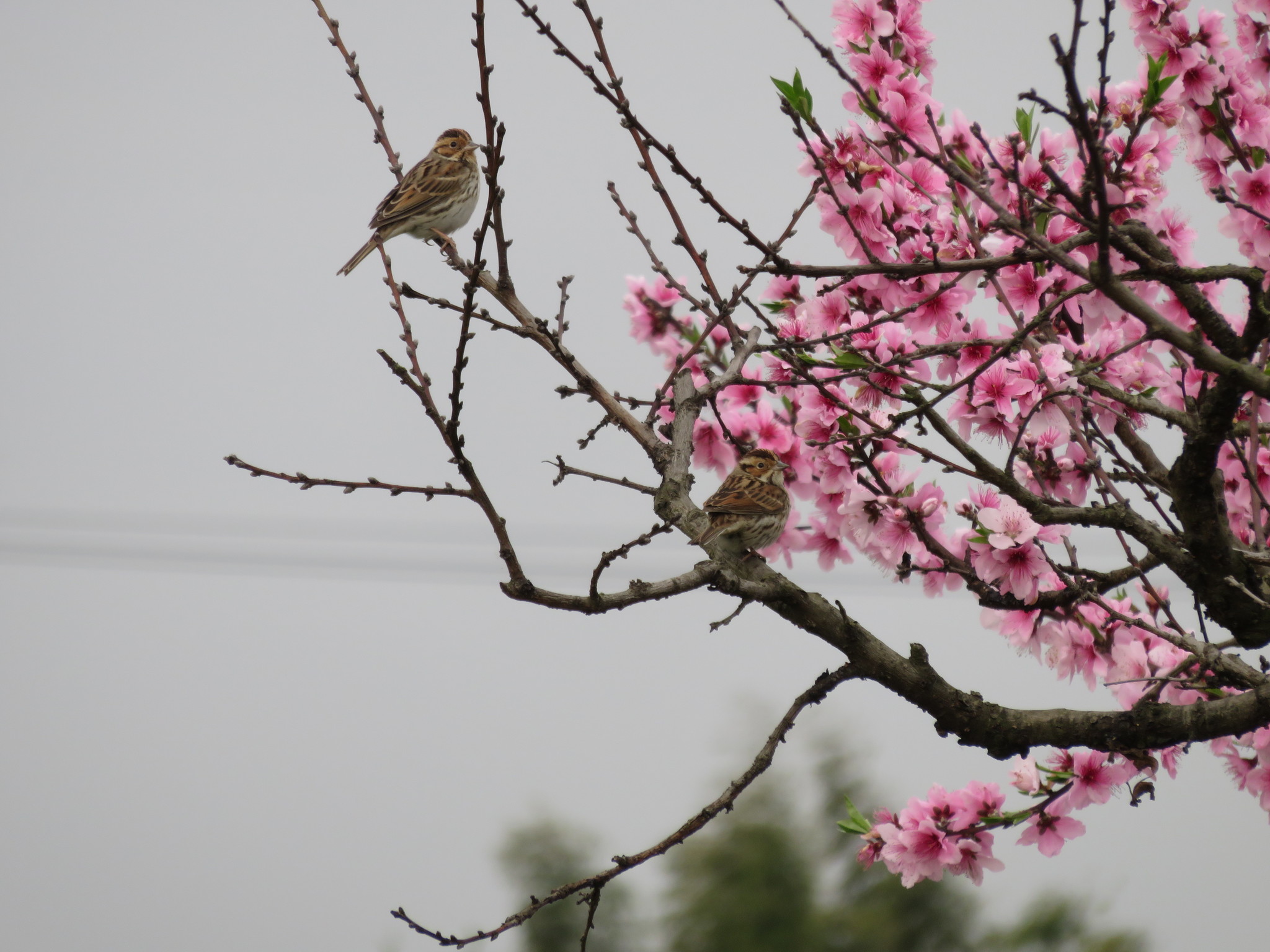 Little Bunting