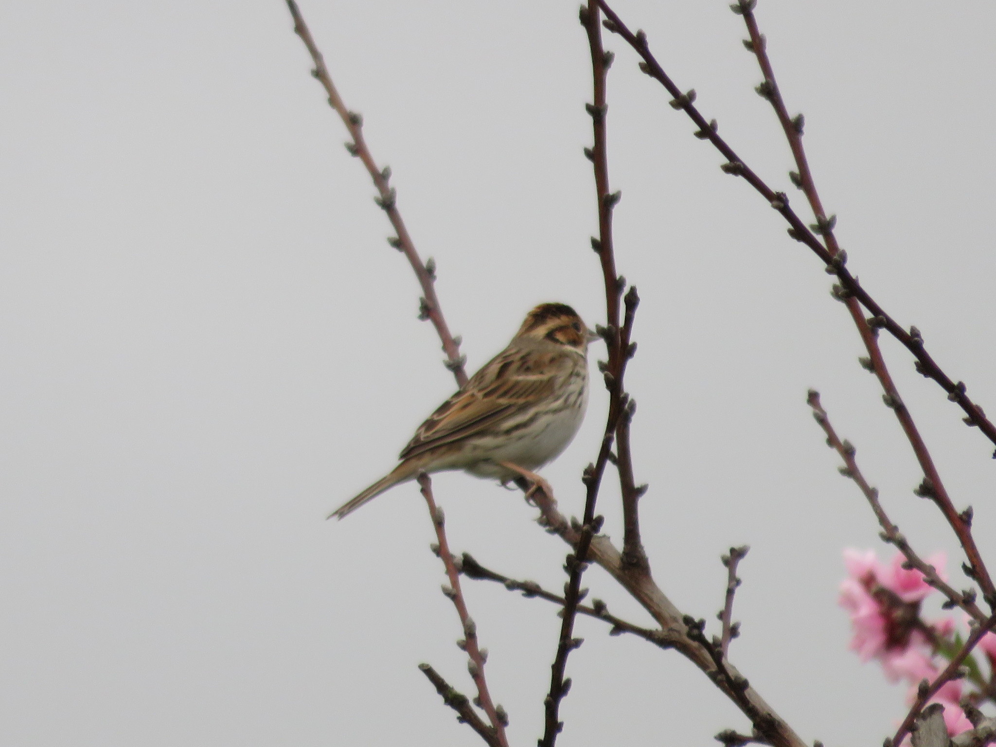 Little Bunting