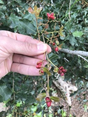 Plagiotrochus quercusilicis