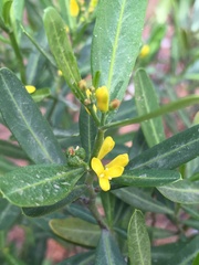 Cneorum tricoccon