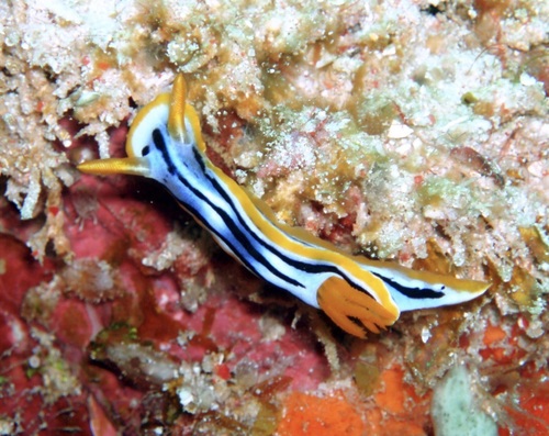 Streaked Chromodoris