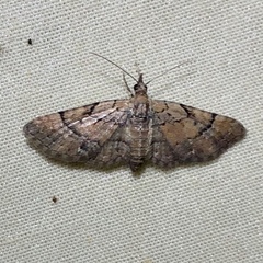 Eupithecia peckorum