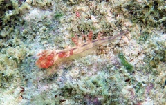 Coryphellina flamma