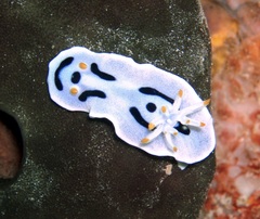 Chromodoris alcalai
