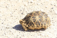 Psammobates oculifer