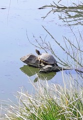 Trachemys scripta scripta