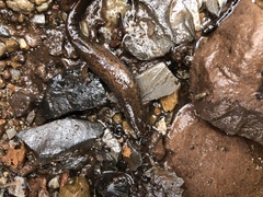 Desmognathus kanawha