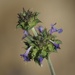 Salvia columbariae - Photo (c) nathantay, osa oikeuksista pidätetään (CC BY-NC)