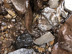 Desmognathus kanawha