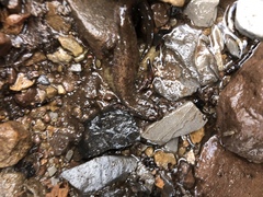 Desmognathus kanawha