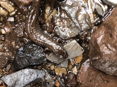 Desmognathus kanawha