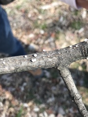 Porodisculus pendulus