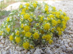 Eriophyllum pringlei