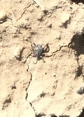 Hyalomma
