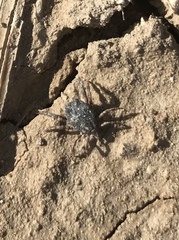 Hyalomma