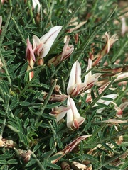 Astragalus balearicus