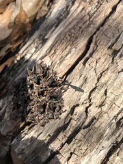 Xylaria liquidambar