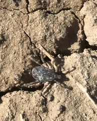 Hyalomma