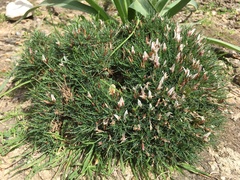 Astragalus balearicus