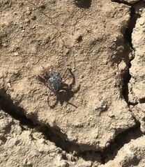 Hyalomma