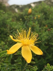 Hypericum balearicum