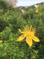 Hypericum balearicum