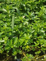 Ludwigia taiwanensis