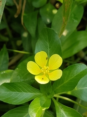 Ludwigia taiwanensis