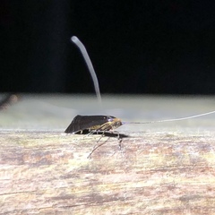 Adela caeruleella