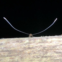 Adela caeruleella