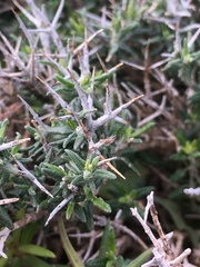 Teucrium balearicum