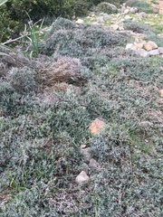 Teucrium balearicum