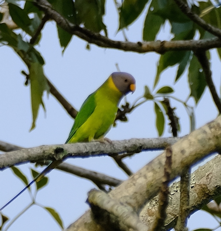 Plum-headed Parakeet from Chitawan National Park, Nepalas on December 4 ...