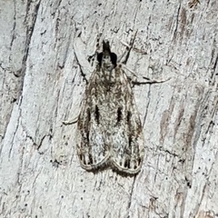 Eudonia strigalis