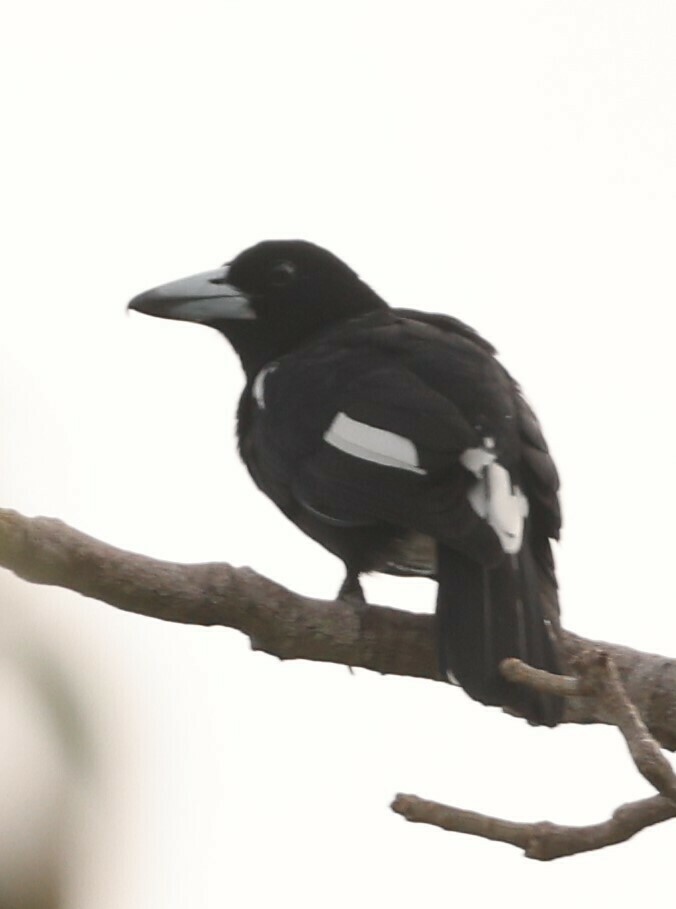 Tagula Butcherbird (Cracticus louisiadensis) photo