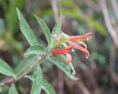 Lobelia laxiflora image