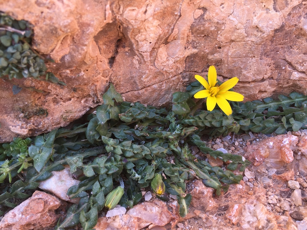 Annual Hyoseris