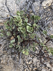 Arctostaphylos peninsularis